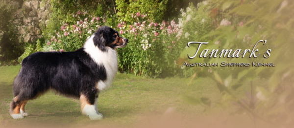 Tanmak's​ Australian Shepherd Kennel